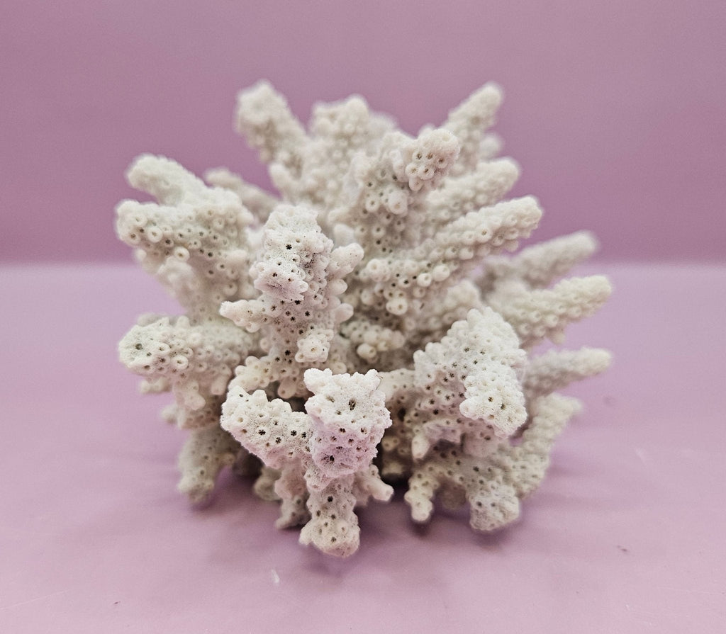 Natural Table Coral -5.75"x4" Coastal Home Décor Accent