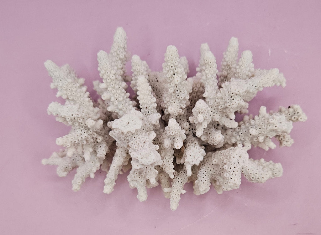 Natural Table Coral -5.75"x4" Coastal Home Décor Accent